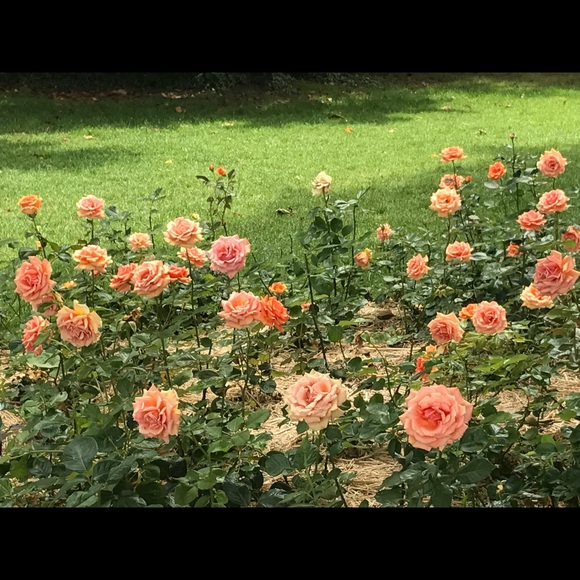 Meet your Posher, Beth - Picture 1 of 1